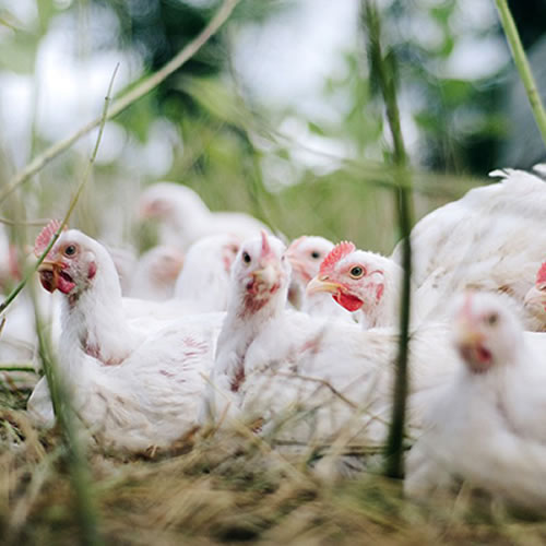 Poules -attention à la grippe aviaire