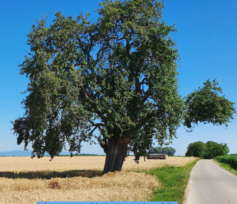 Arbre remarquable en été