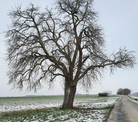 Arbre remarquable en hiver