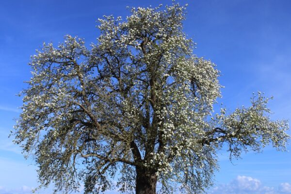 Arbre remarquable au printemps